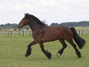 Animal Games at MiniGames247.com